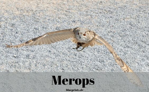Fabel - Merops - Gotthold Ephraim Lessing