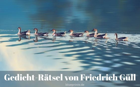 Eine Gänseschar