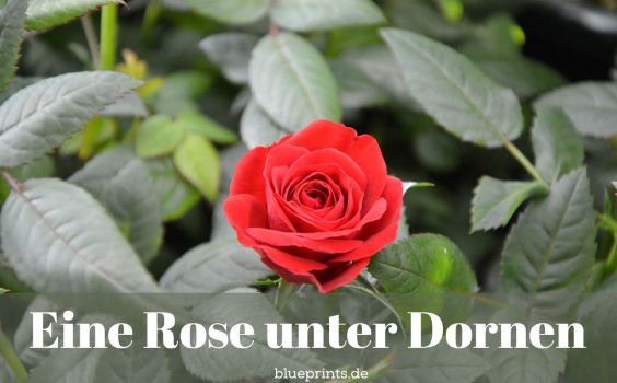 Eine Rose unter Dornen