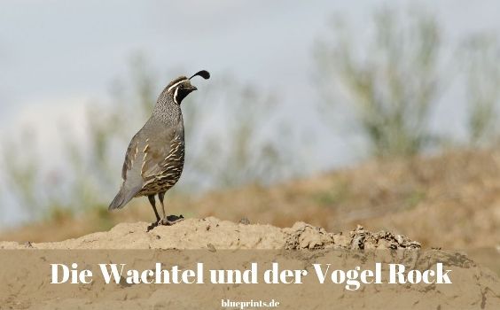Vogel Rock