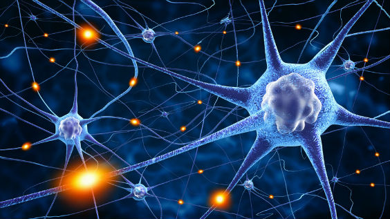 synapsen neuronation 564